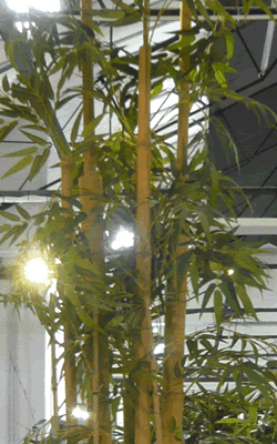 Chinese japanese bamboo plant hire events